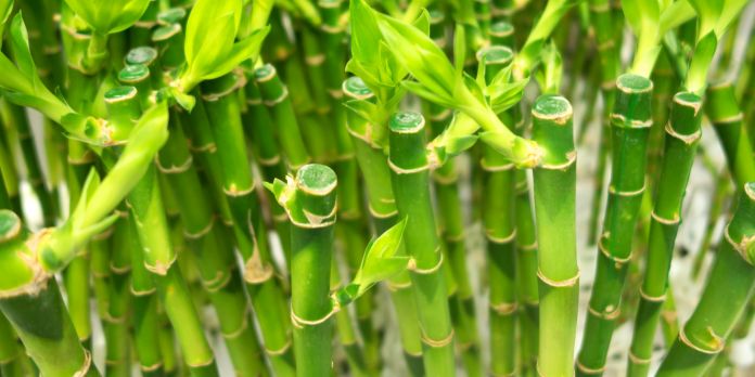 canne bambu in vaso esterno canne bambù in vaso esterno