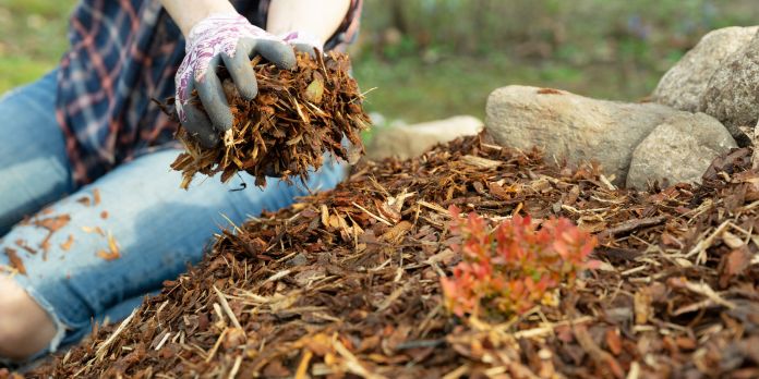 pacciamatura orto naturale corteccia pacciamatura orto naturale corteccia