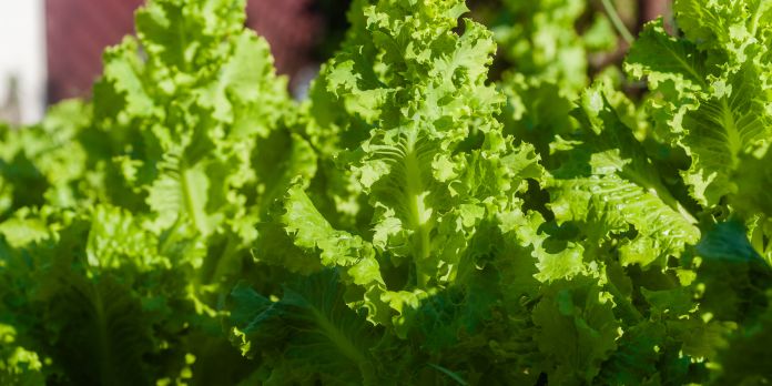 quando si semina la rucola e lattughino quando si semina la rucola e lattughino